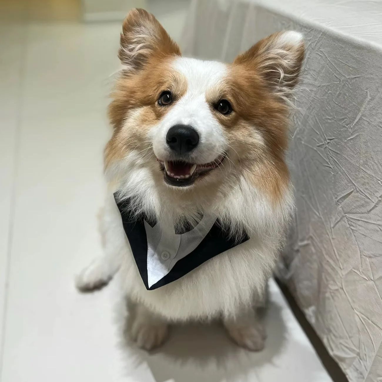 Pet Dog Clothes Fashion Party  - Suit Supply Wedding Party review and price